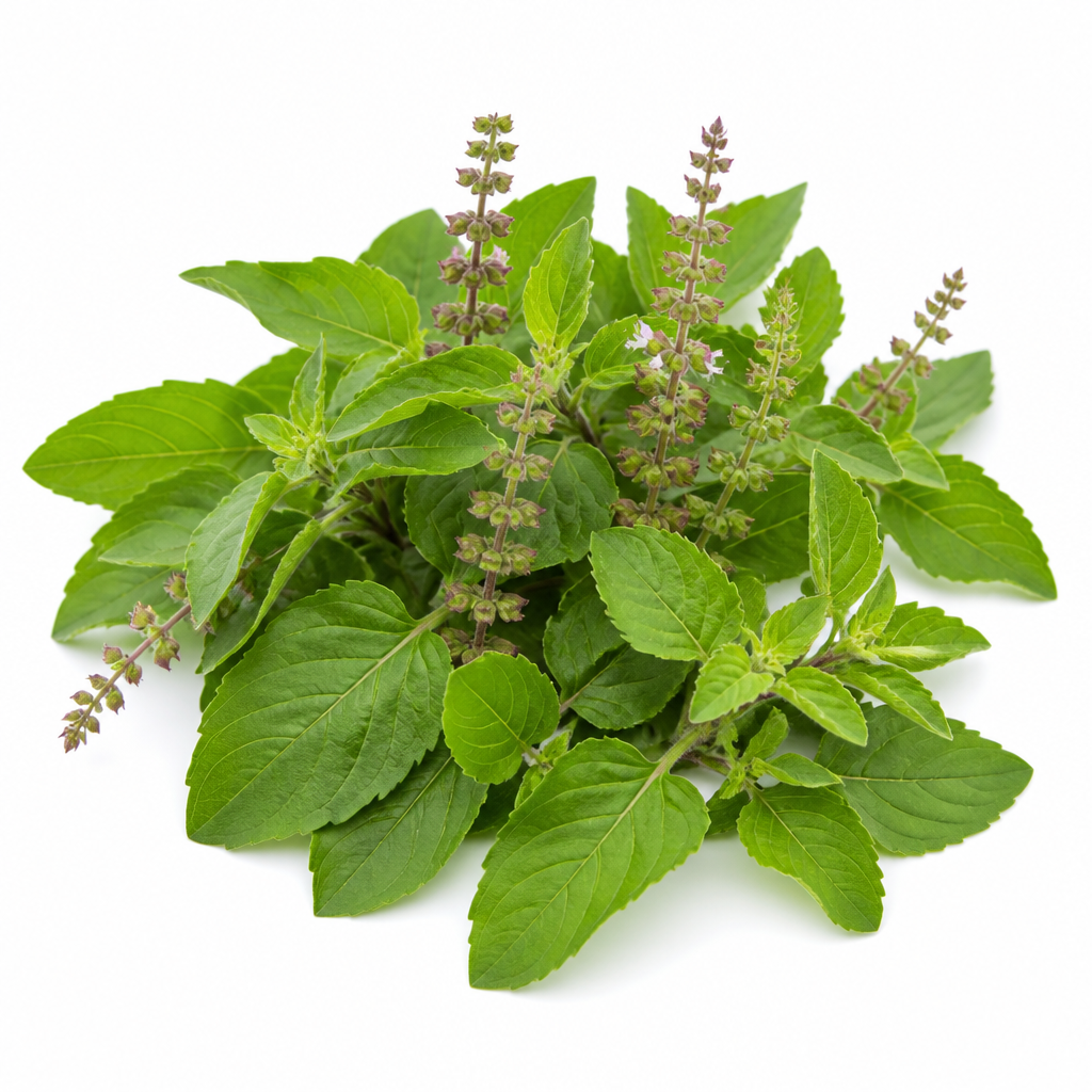 Tulsi Extract